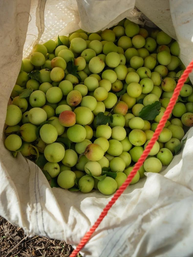 1704264549105416.jpg 3.jpg