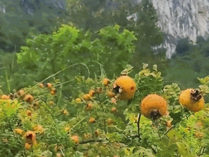 1710387946981377.gif 123.gif