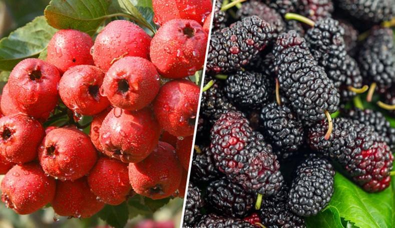 1719047588381063.jpg 8.jpg